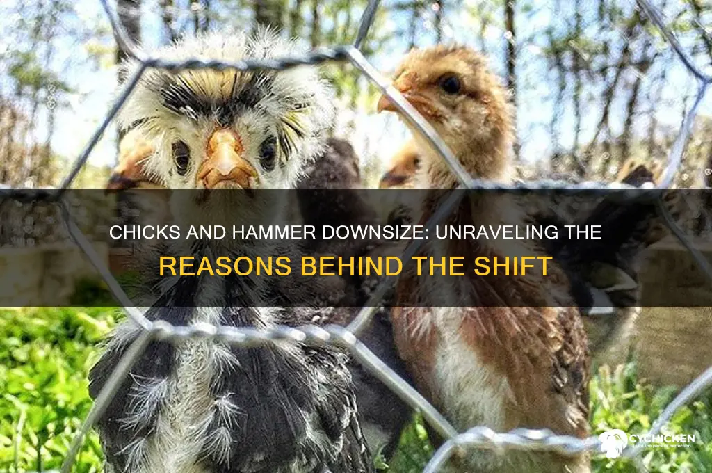 why did 2 chicks and a hammer downsize