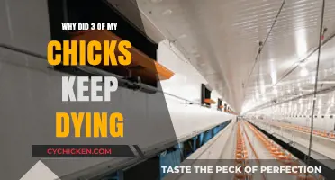 Troubleshooting Chick Losses: Understanding Why My Chicks Keep Dying