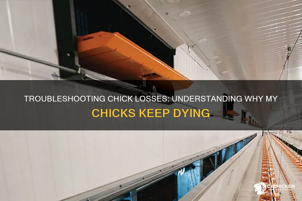 why did 3 of my chicks keep dying