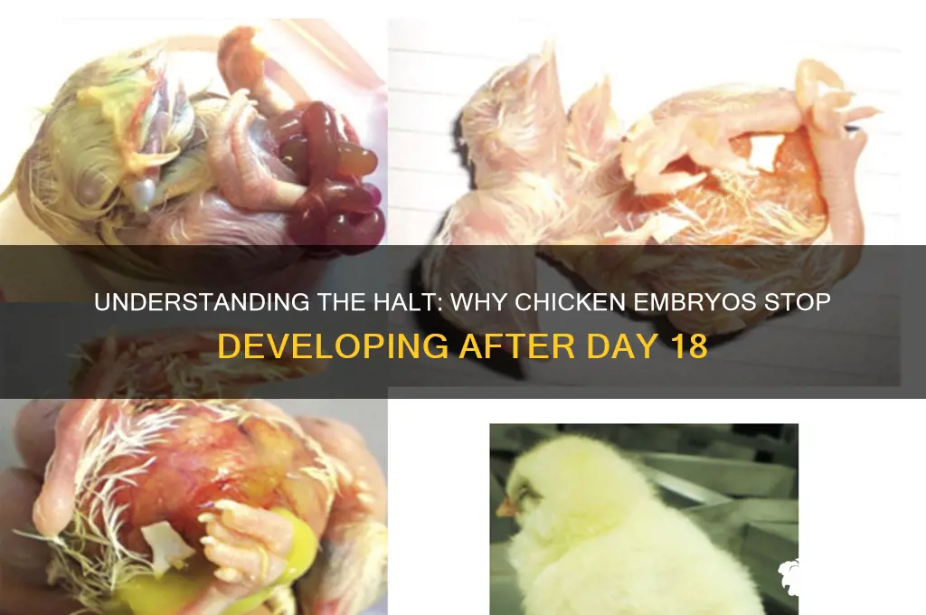 why did chicken stop developing after day 18