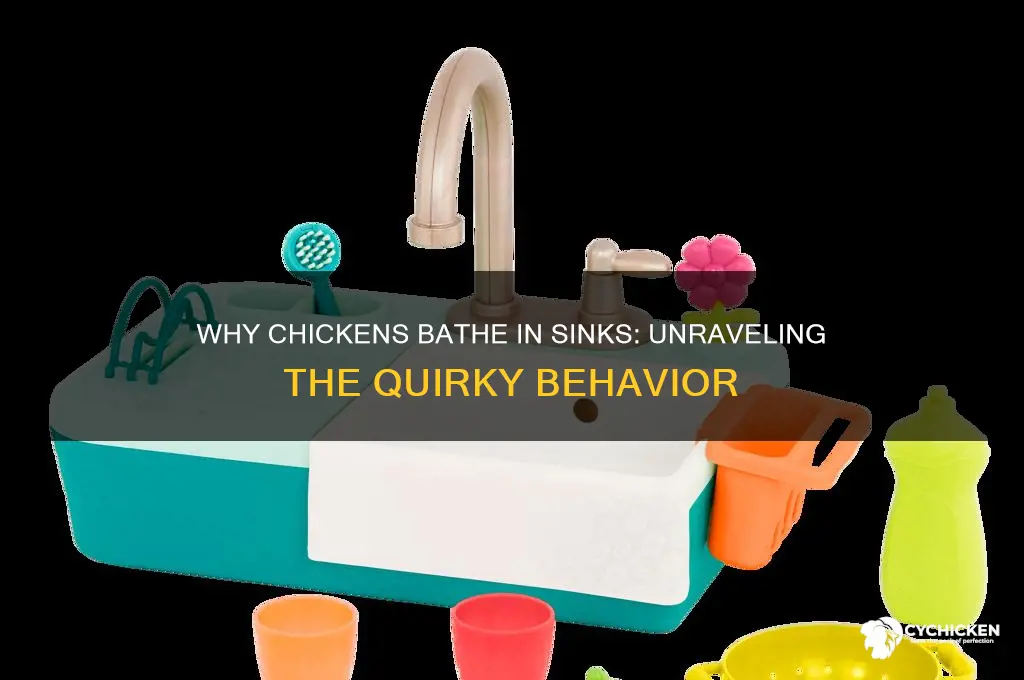 why did chicken take bath in the sink