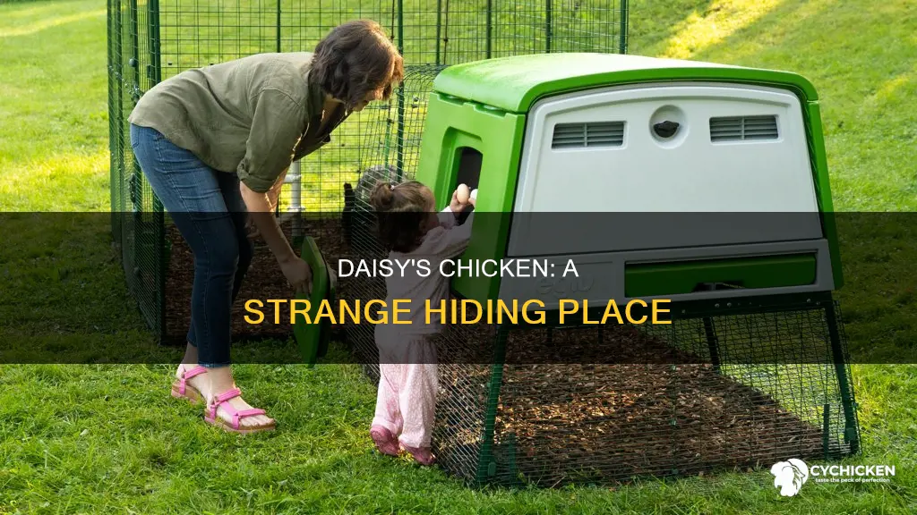 why did daisy hide the chicken under her bed