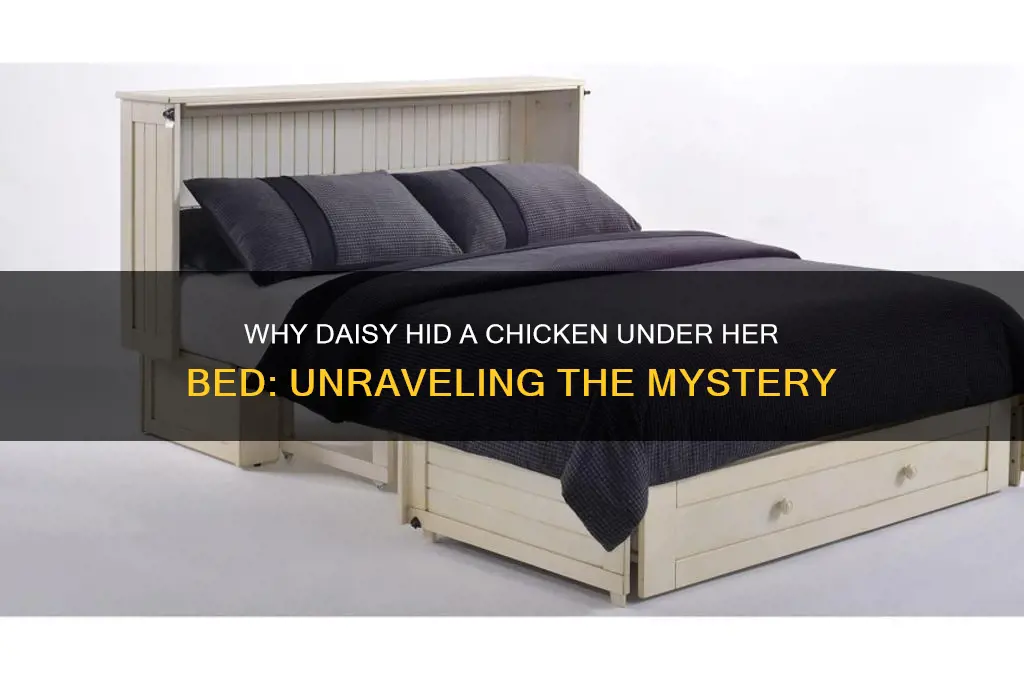 why did daisy keep chicken under her bed