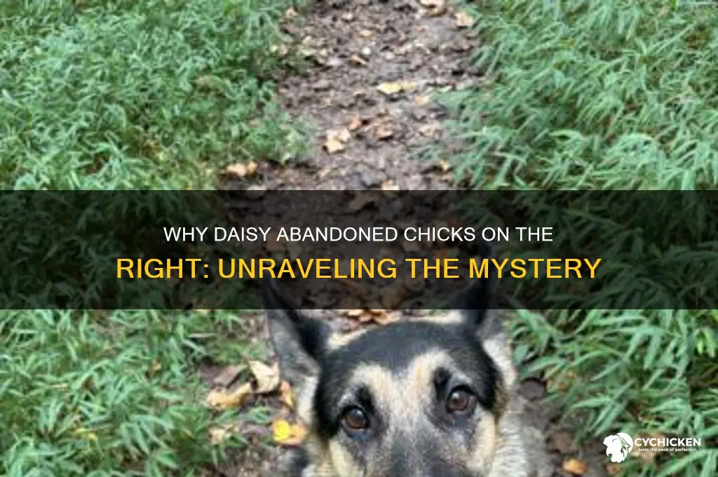 why did daisy leave chicks on the right