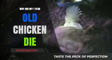 Understanding Sudden Death in One-Year-Old Chickens: Causes and Prevention