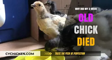 Understanding Sudden Chick Loss: Causes of 3-Week-Old Chick Death