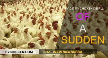 Sudden Chicken Deaths: What You Need to Know