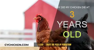 Unraveling the Mystery of My Chicken's Untimely Death
