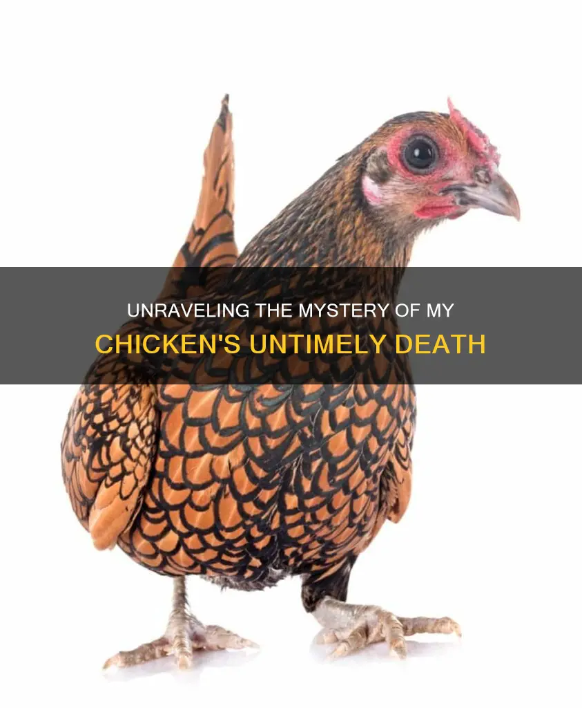 why did my chicken die at 3 years old