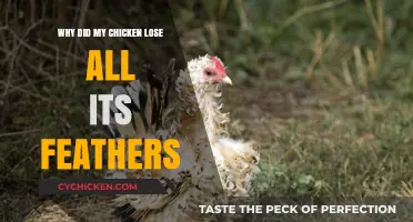 Why Did My Chicken Lose All Its Feathers? Causes and Solutions