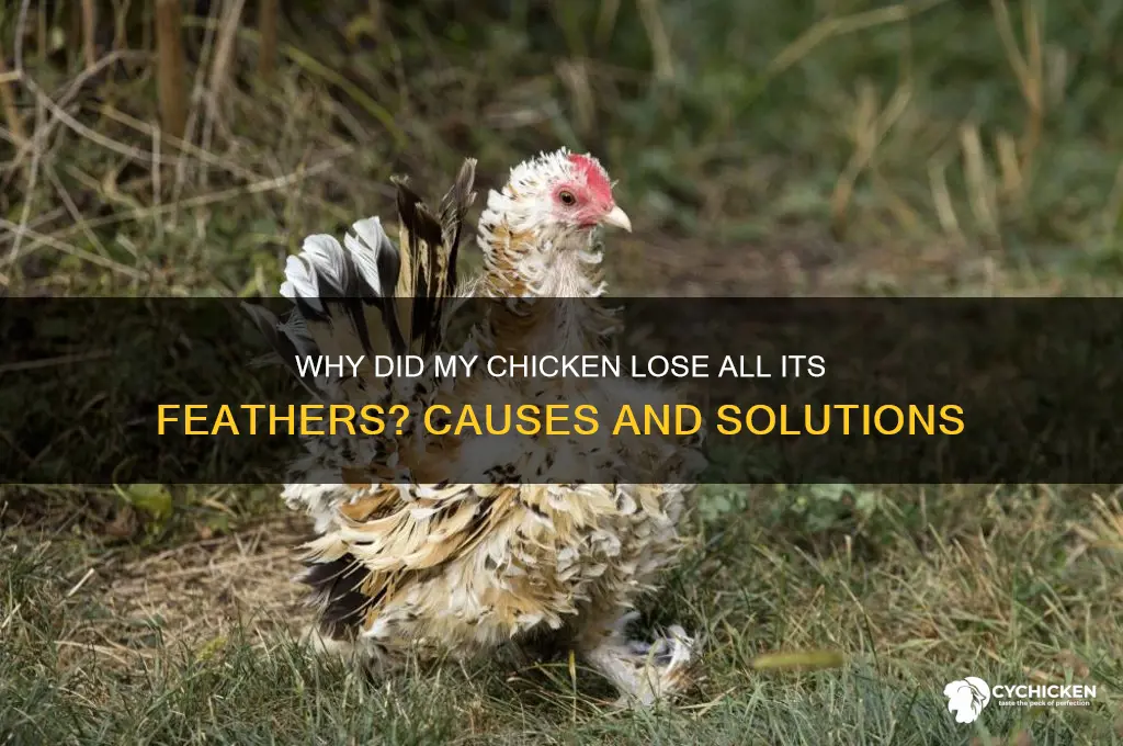 why did my chicken lose all its feathers