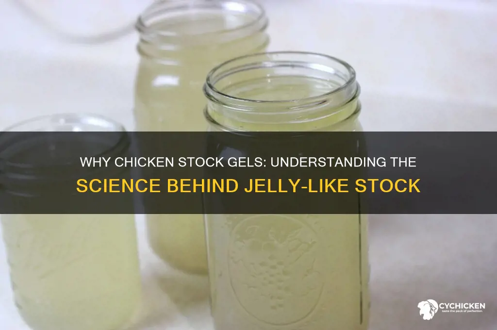 why did my chicken stock turn to jelly