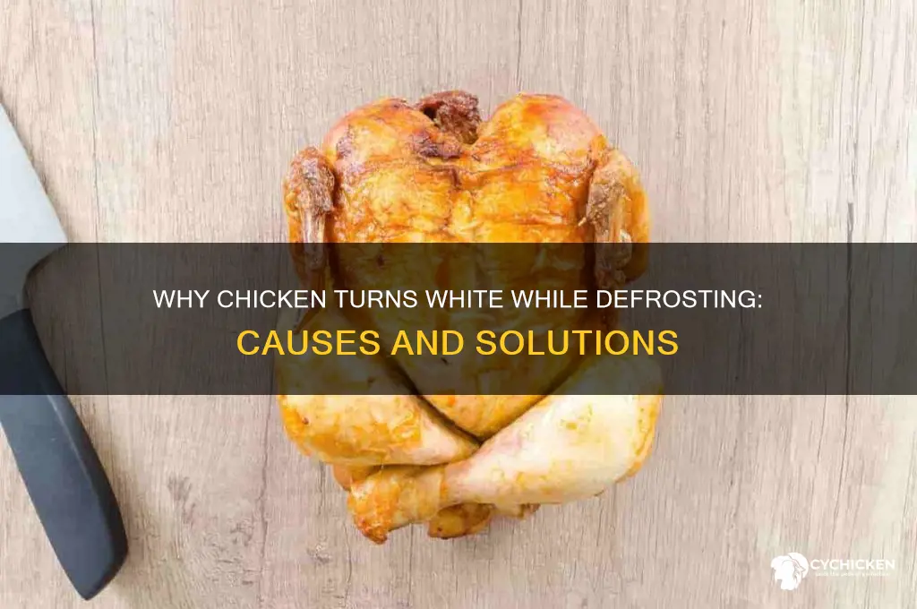 why did my chicken turn white while defrosting