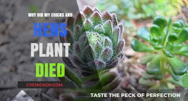 Why Did My Chicks and Hens Plant Die? Common Causes Explained