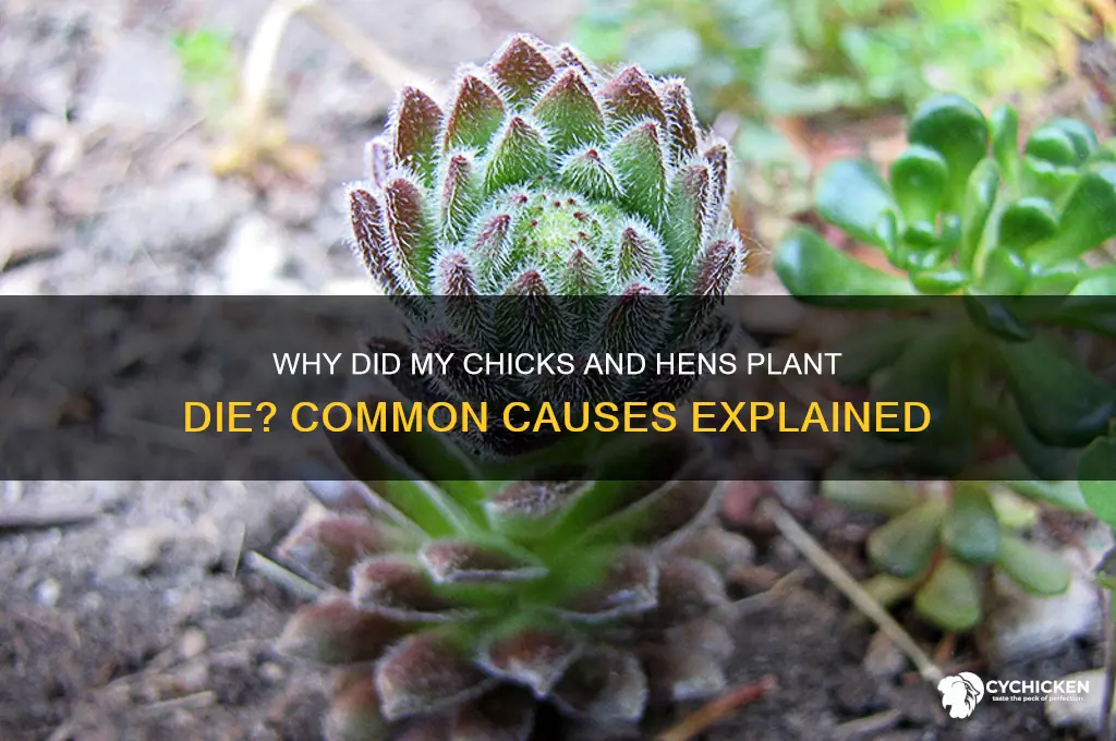 why did my chicks and hens plant died