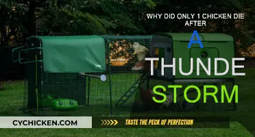 Thunderstorm Tragedy: Why Did Only One Chicken Survive?