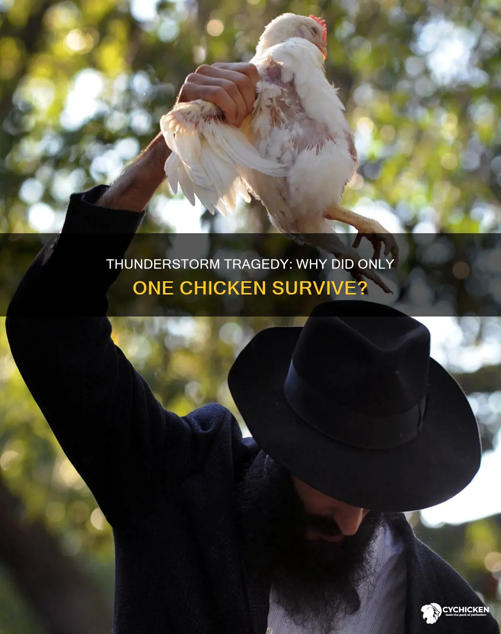 why did only 1 chicken die after a thunder storm