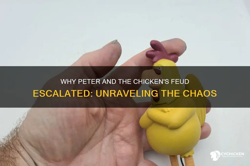 why did peter and the chicken start fighting