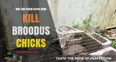 Understanding Why Flock Hens Attack and Kill Broodus Chicks