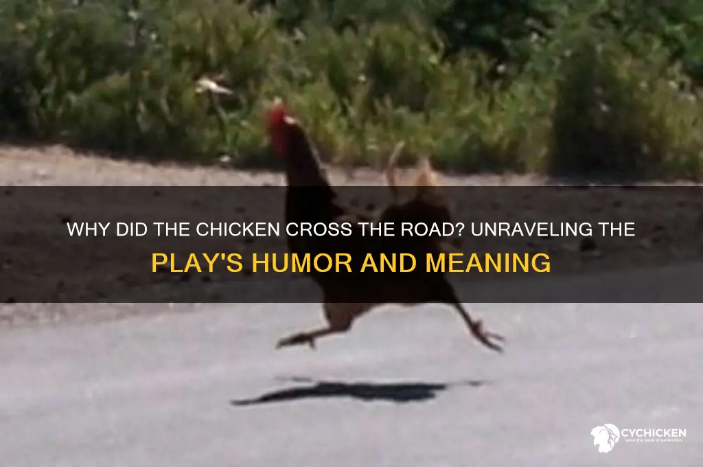why did teh chicken cross the raod play
