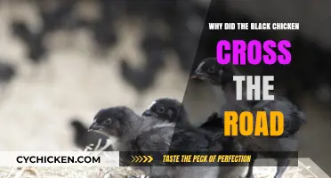 The Black Chicken's Road Crossing: Unraveling the Mystery Behind the Journey