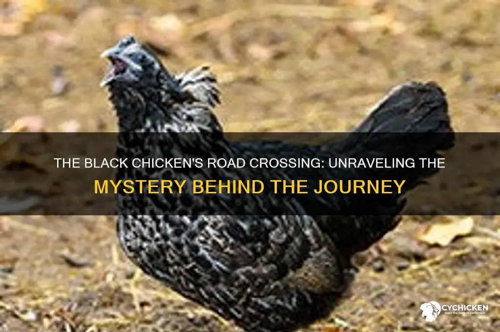 why did the black chicken cross the road