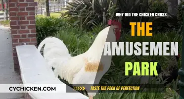 Why Chickens Cross Amusement Parks: Unraveling the Unexpected Adventure