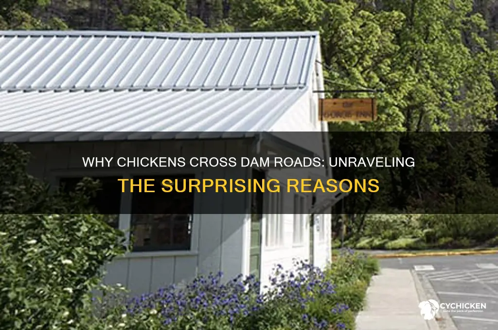 why did the chicken cross the dam road