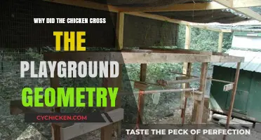 Why Chickens Cross Playgrounds: A Geometric Exploration of Poultry Paths