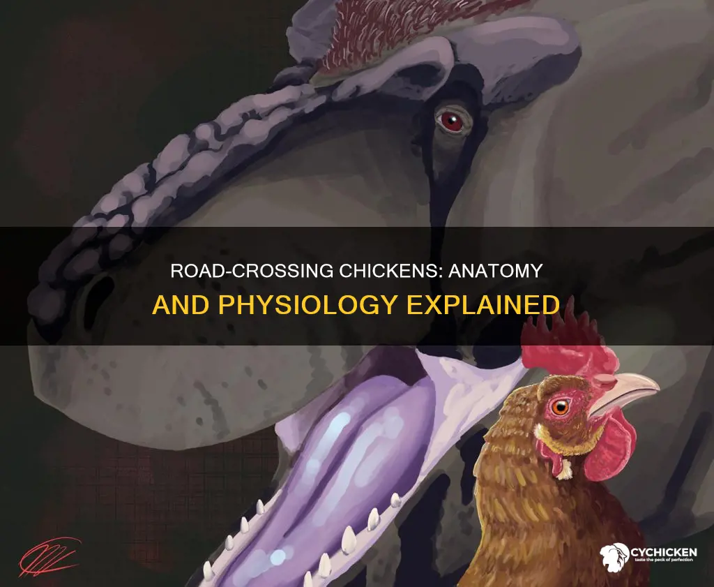 why did the chicken cross the road anatomy physiology