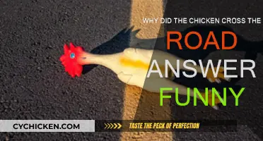 The Chicken's Road Trip: Hilarious Answers