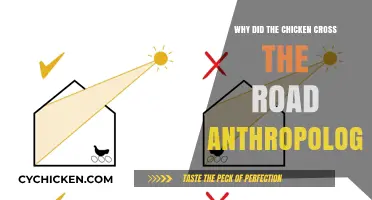 Why Did the Chicken Cross the Road? An Anthropological Perspective
