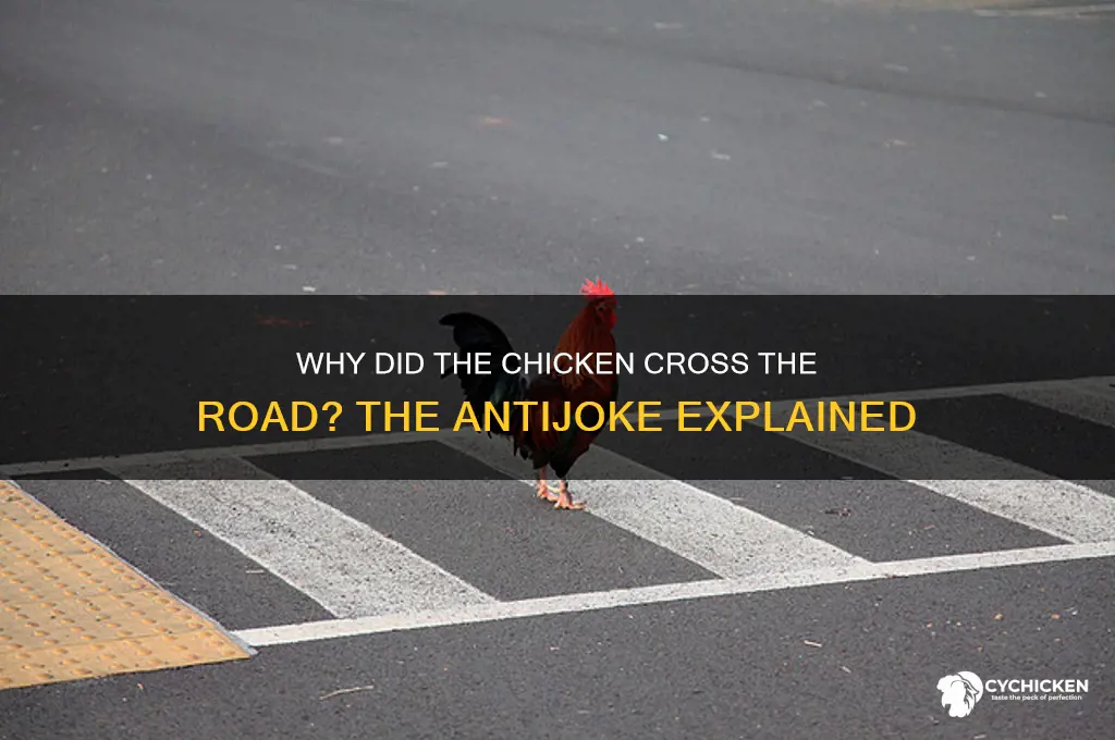 why did the chicken cross the road antijoke