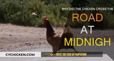 Midnight Chicken Crossing Mystery: Why the Rush?