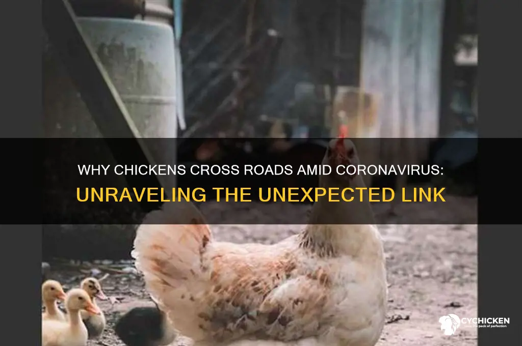 why did the chicken cross the road coronavirus