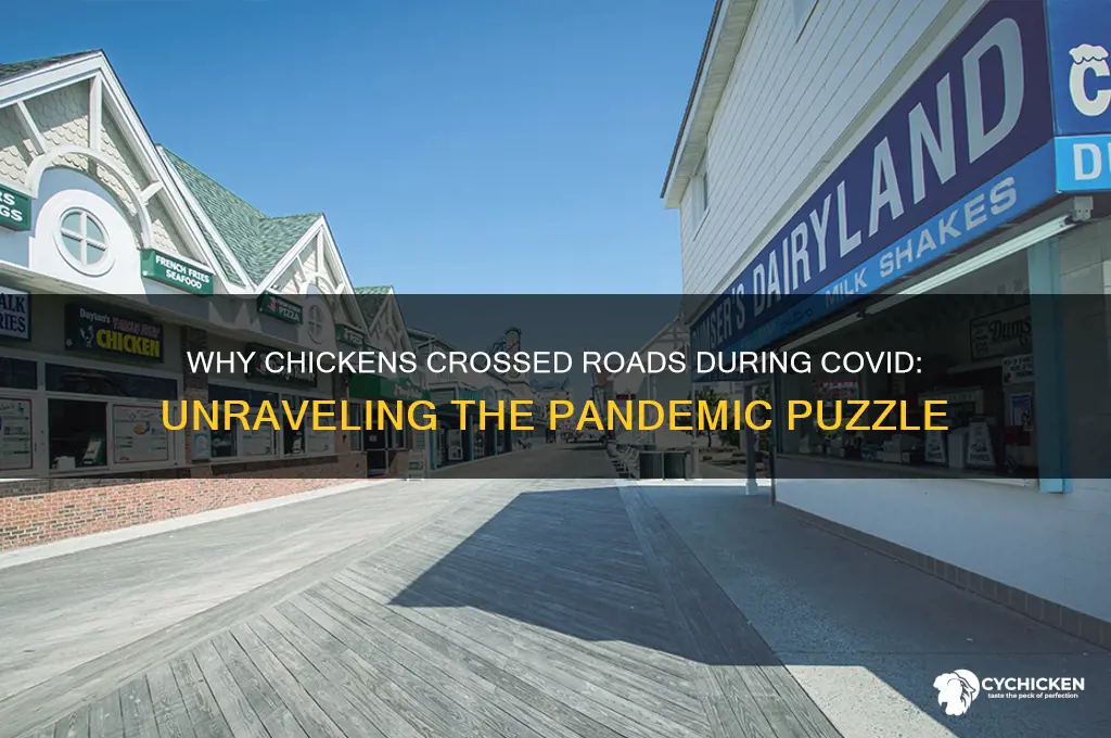 why did the chicken cross the road covid