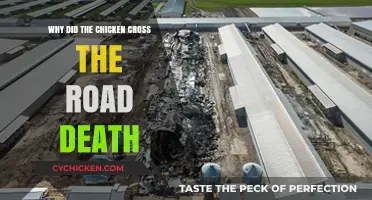 Why Did the Chicken Cross the Road? Unraveling the Fatal Mystery
