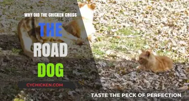 Why Chickens Cross Roads: The Surprising Role of Dogs