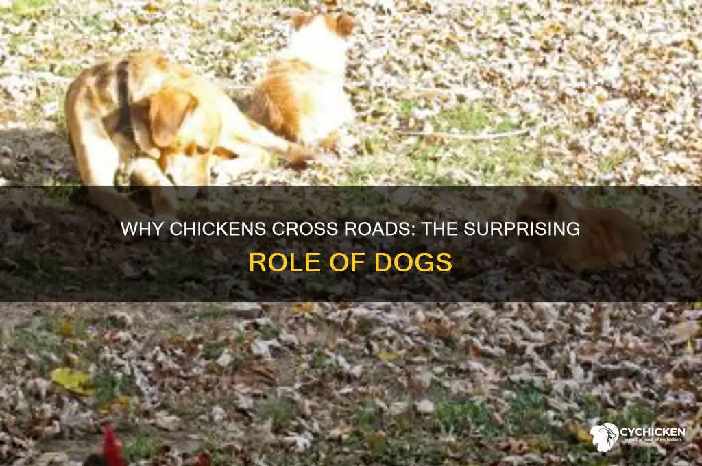 why did the chicken cross the road dog
