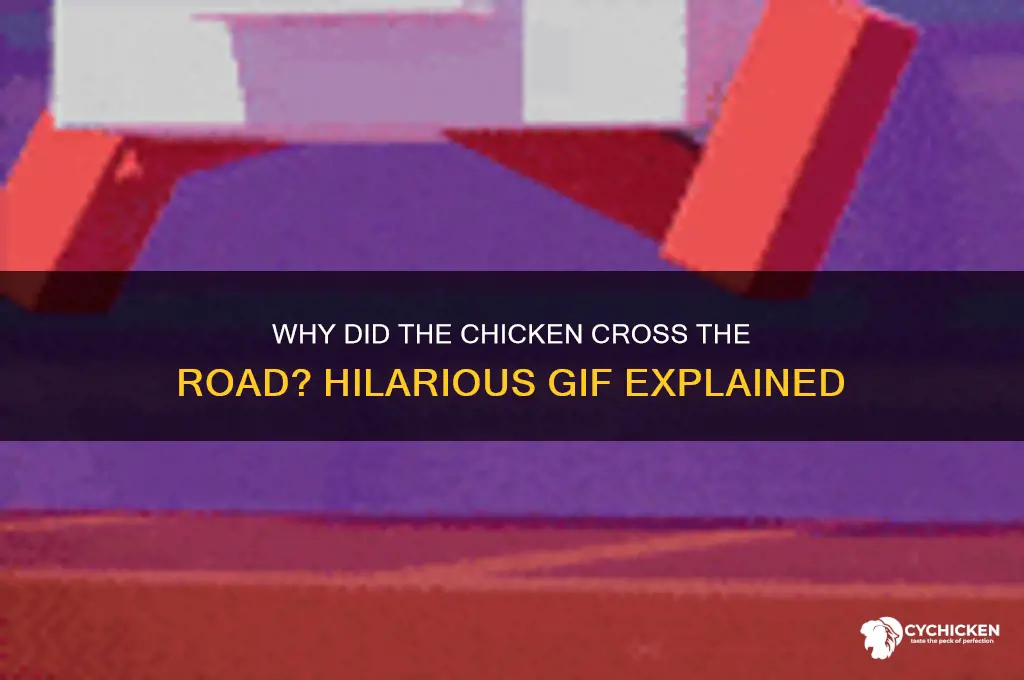 why did the chicken cross the road gif