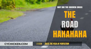 Why Did the Chicken Cross the Road? Unraveling the Hilarious Mystery