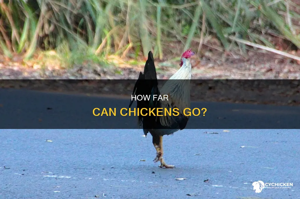 why did the chicken cross the road in ibm joke
