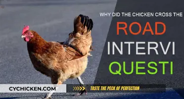 How the Chicken Crossed the Road: An Interview