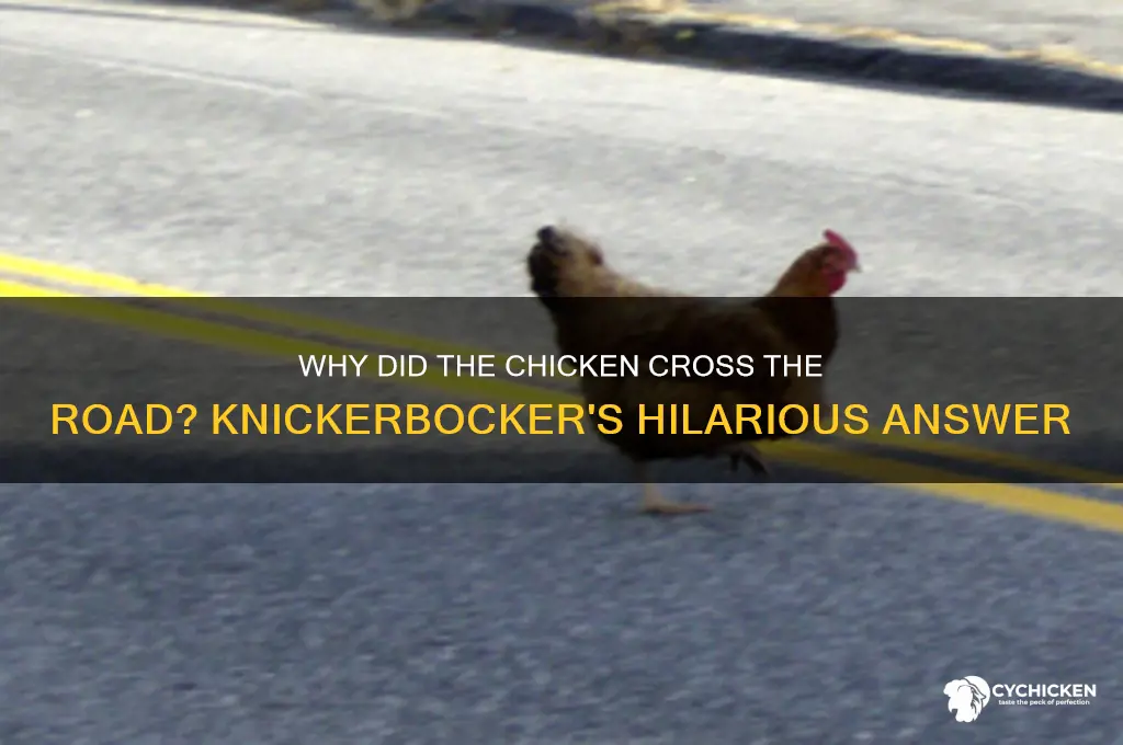 why did the chicken cross the road knickerbocker