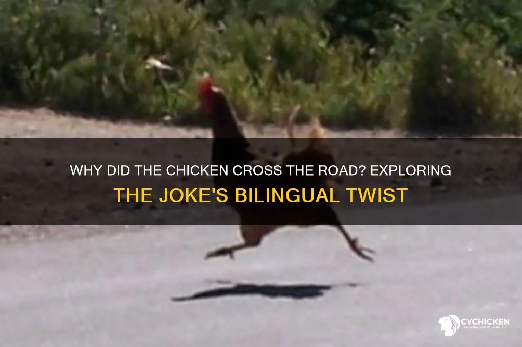 why did the chicken cross the road porque