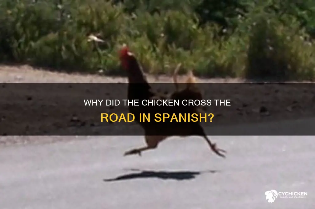 why did the chicken cross the road spanish