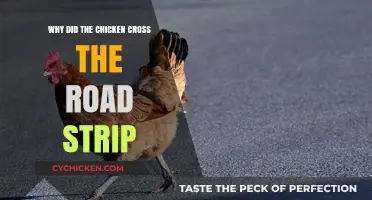 Why Chickens Cross Road Strips: Unraveling the Risky Roadside Riddle