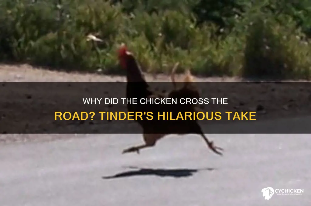 why did the chicken cross the road tinder
