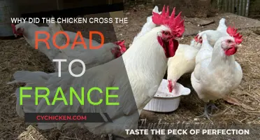 The French Adventure of a Brave Chicken