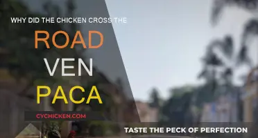 The Chicken's Road Trip: A Peculiar Adventure